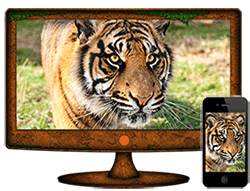 Save Tigers HD App & Screensaver - Monitor and Phone Display