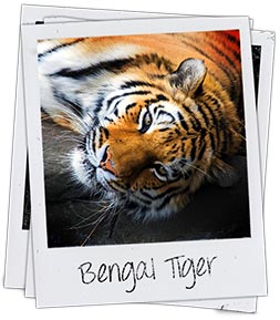 The White Bengal Tiger - Project Endangered Tigers