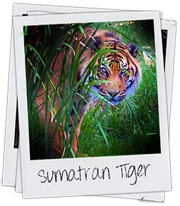 Sumatran Tiger Cub Update: Supplemental Feeding