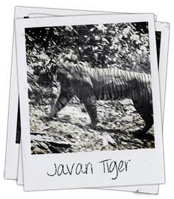 Tiger species - Javan tiger image (EXTINCT)