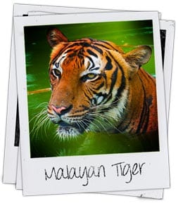 Tiger species - Malayan tiger image (CRITICALLY ENDANGERED)