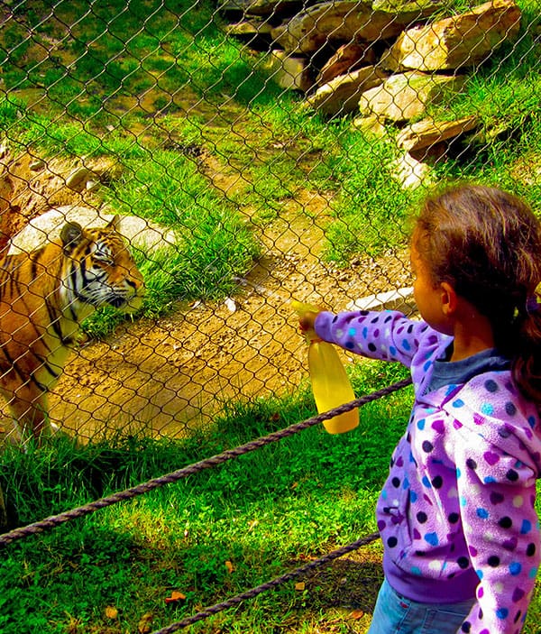 Project Endangered Tigers - Jordynn feeding the tiger (Changbai) at the Philadelphia Zoo