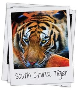 Tiger Species - South China Tiger Image