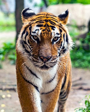 Project Endangered Tigers - Endangered Tiger