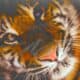 Why Are Tigers Endangered and Who is Responsible? - Endangered tiger with deforestation background