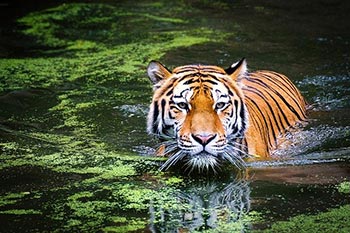 Endangered Wild Cats - Tiger in water