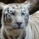 The White Bengal Tiger