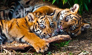 Project Endangered Tigers - Two Tiger Cubs