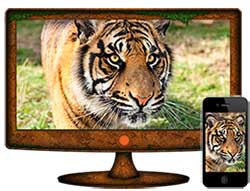 Project Endangered Tigers - Wallpaper App & Screensaver display