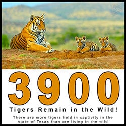 Project Endangered Tigers - 3900 Tigers Remaining in the Wild